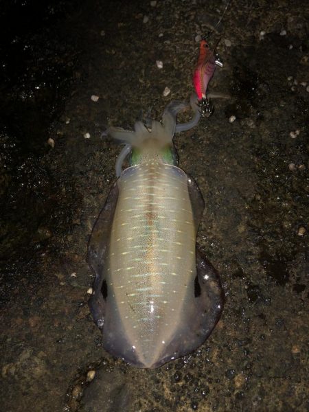 エギング　佐渡遠征④1日目