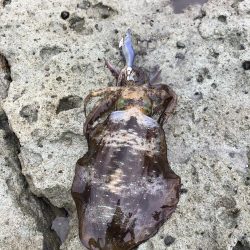 エギング　佐渡遠征④2日目