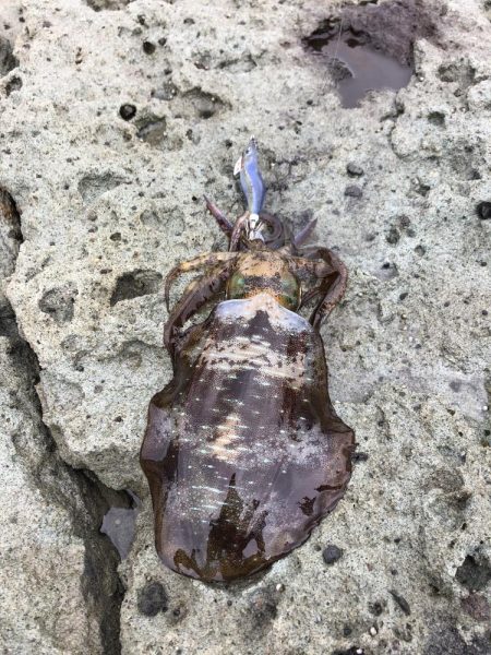 エギング　佐渡遠征④2日目