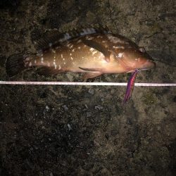 エギング　佐渡遠征⑤