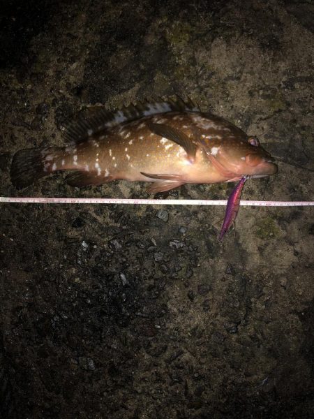 エギング　佐渡遠征⑤