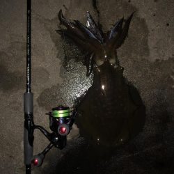 エギング　仕事帰り新潟市内釣行