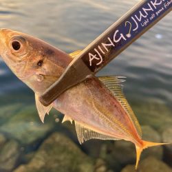 アジングイベント2