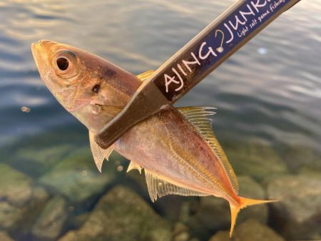 アジングイベント2