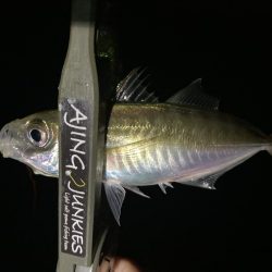 アジングイベント