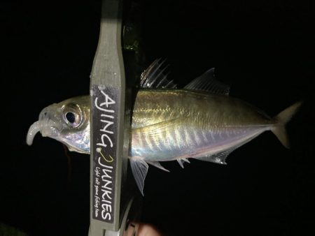 アジングイベント