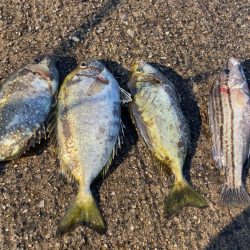 カゴ釣りで真鯛