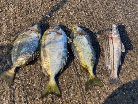 カゴ釣りで真鯛