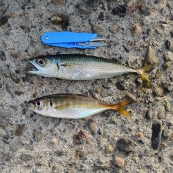 エビ撒き釣り　ミニセイゴばかり