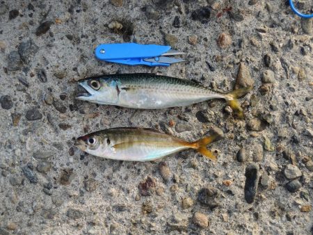 エビ撒き釣り　ミニセイゴばかり