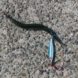 サゴシしか・・・