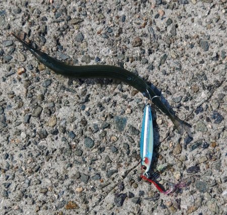 サゴシしか・・・