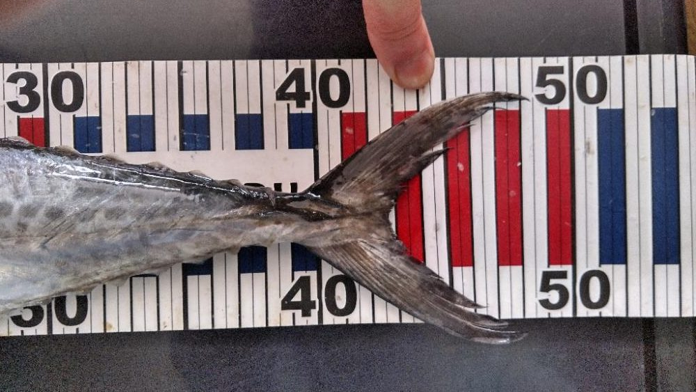 サワラにメジロ!今宵は宴じゃー