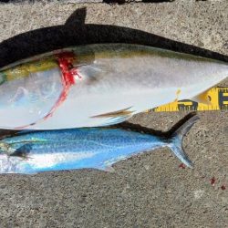 ぶらショアジギー！！