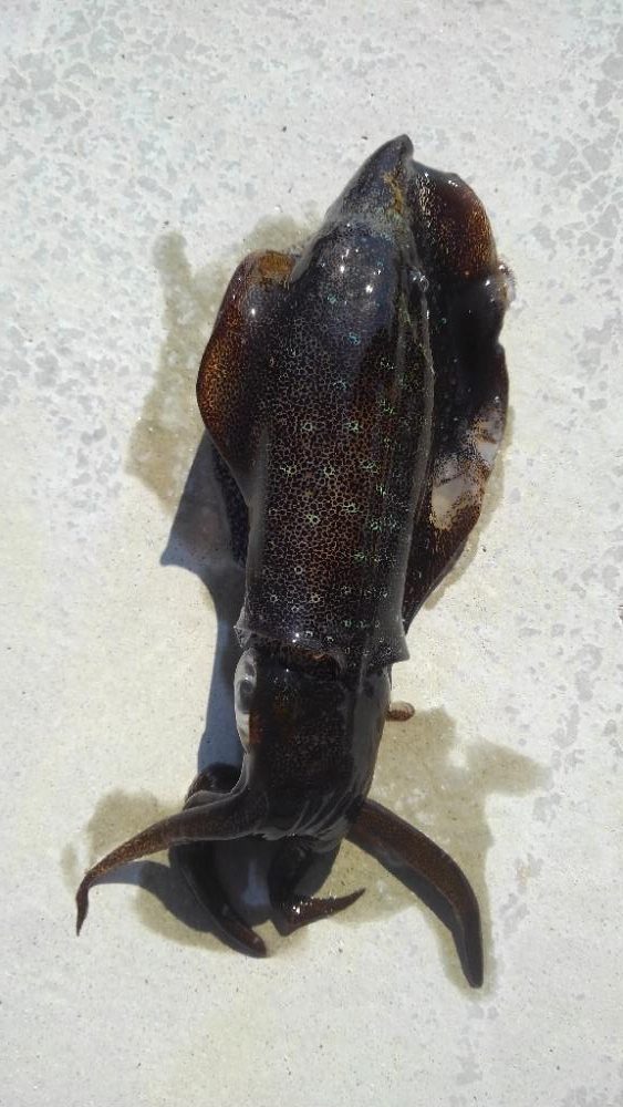 仕事サボってエギング(笑)