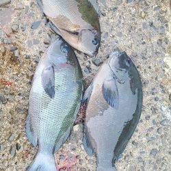 和歌山市江(吉丸渡船)でグレ釣り