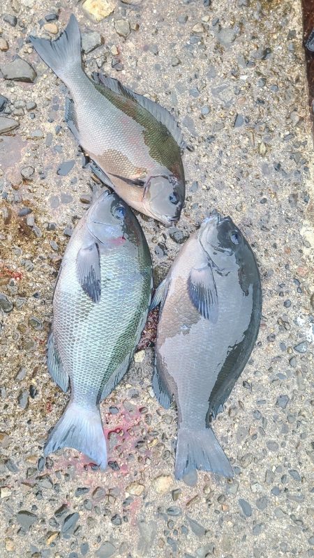 和歌山市江(吉丸渡船)でグレ釣り