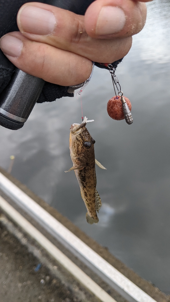 境川 ハゼ 青潮の不安