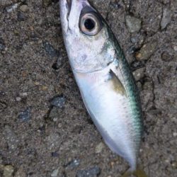 見渡す限りでNo.1