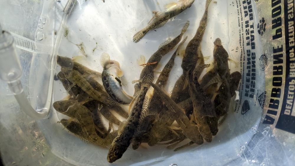 旧中川 ハゼ 32匹