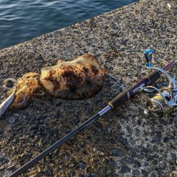 毎年恒例コラボエギングで17杯(・x・*)