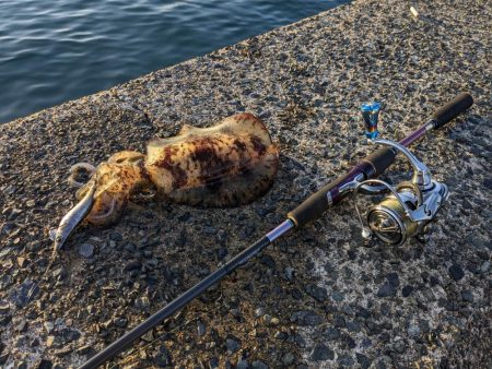 毎年恒例コラボエギングで17杯(・x・*)