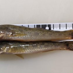 旧中川　落ちハゼ　夜釣り