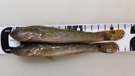 旧中川　落ちハゼ　夜釣り