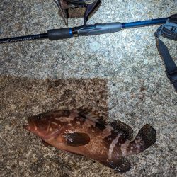 エギング、アジング、ハタゲーム