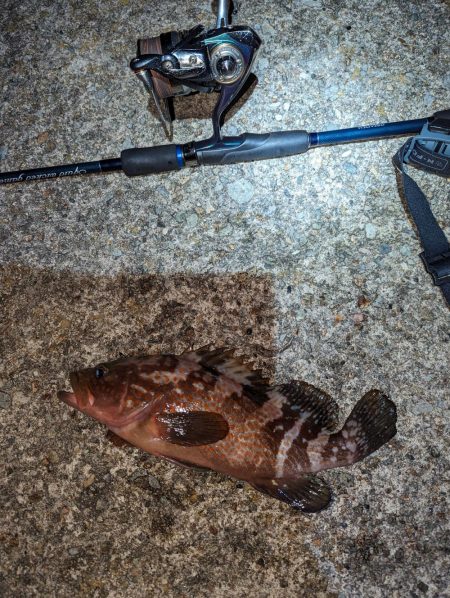 エギング、アジング、ハタゲーム