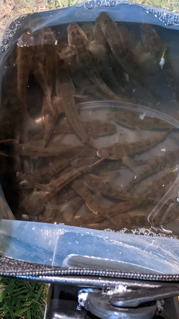 旧中川ハゼ 夜釣り完敗