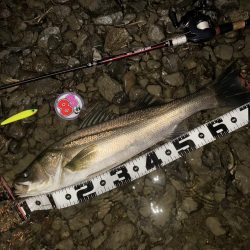 落ち鮎リバーシーバス