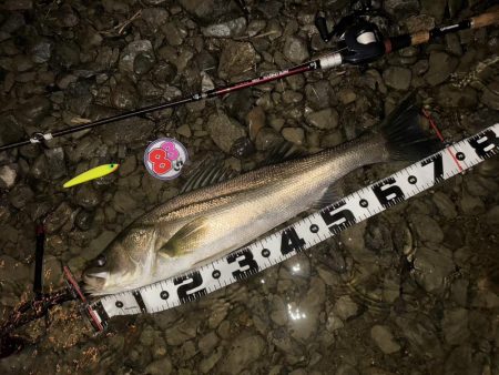 落ち鮎リバーシーバス