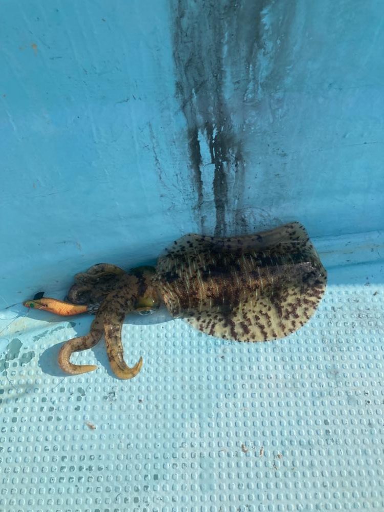 ボートエギング