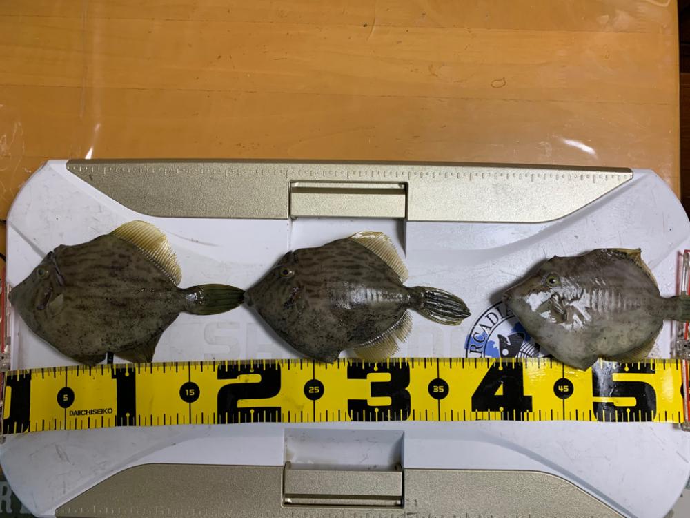 初アオリ・カワハギリレー船〜盛和丸〜