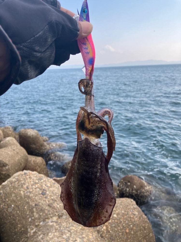 デイエギング　4投で2杯のアオリGET＼(^^)／