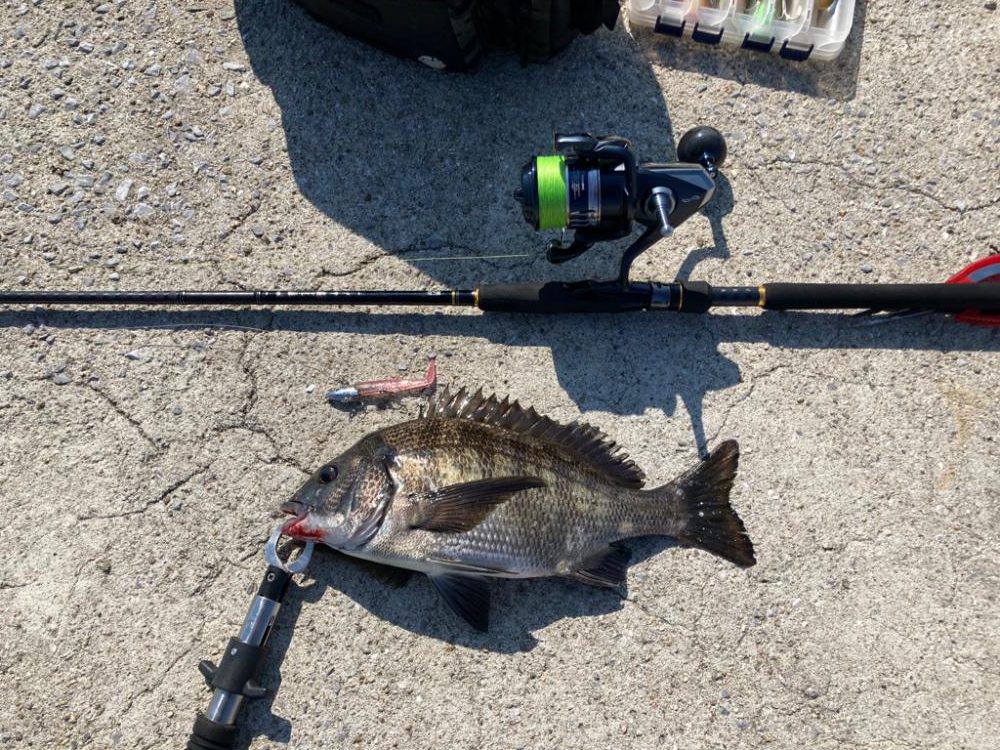 チヌ釣りです！