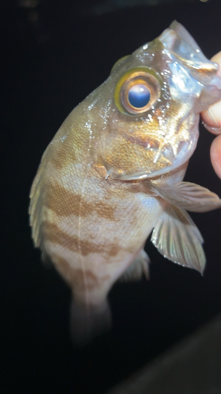 2日連チャン釣行でまた五目釣り♪