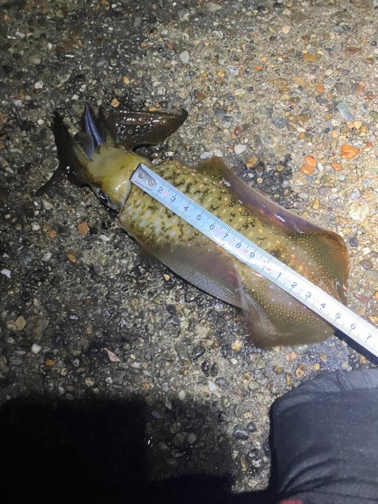 週末ナイトエギング(^^)