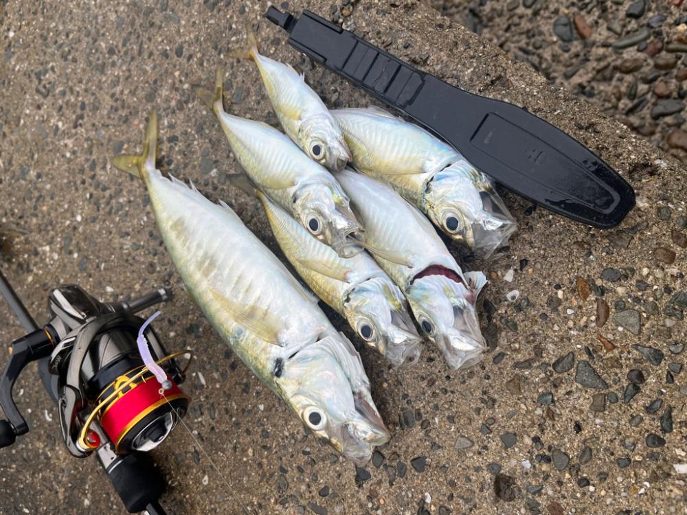 魚種多彩