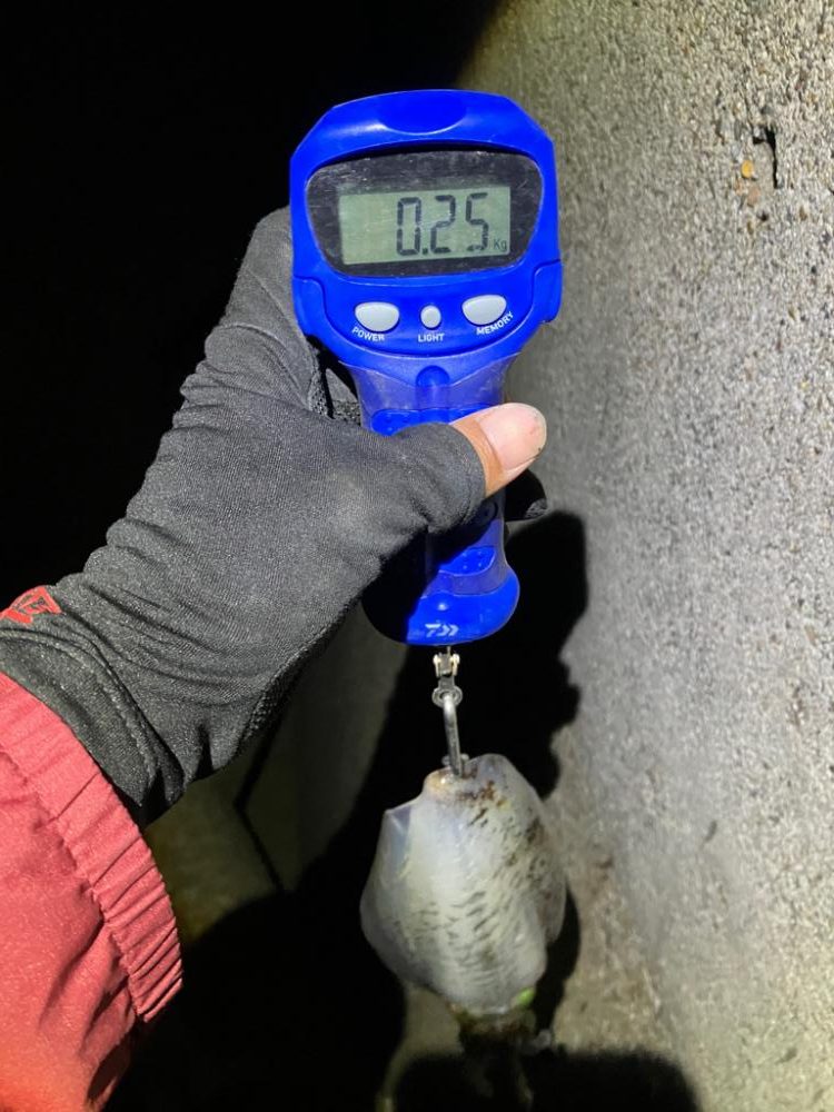 風うねりのある中ナイトエギングσ(^_^;)