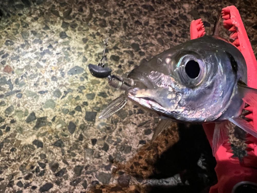 烏賊を探して三千里 Vol.5