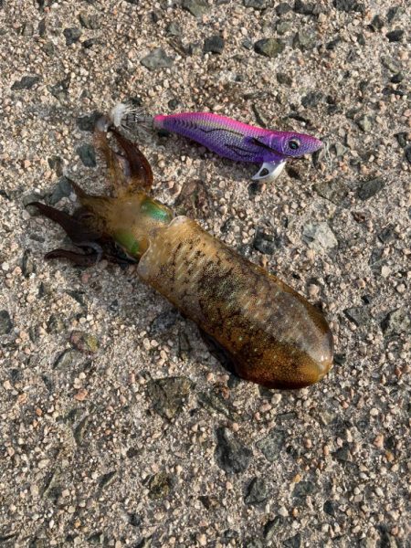 曇りのち、強風のち、雨。