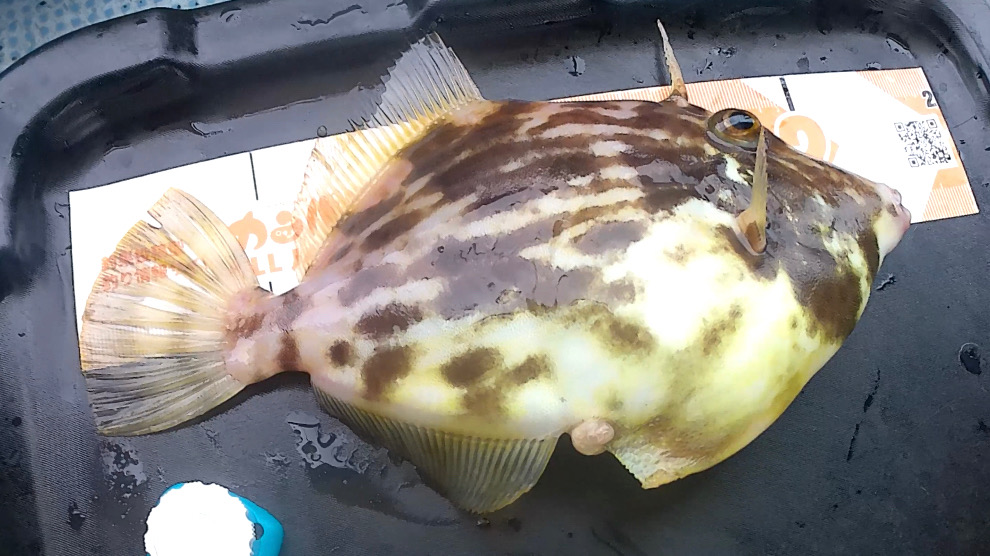 カワハギ渋かった