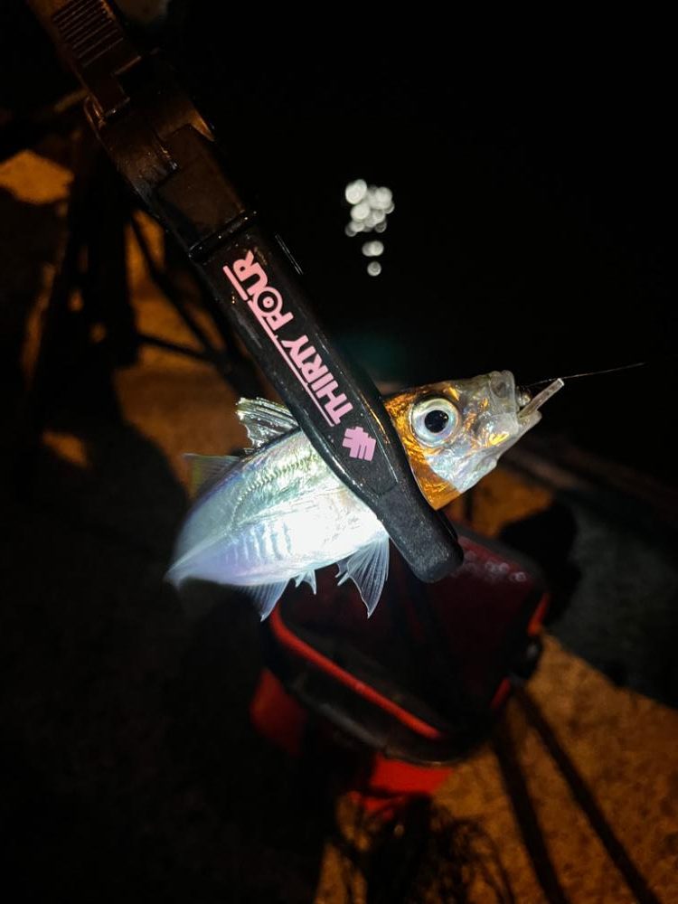 まだまだアジ釣れます!