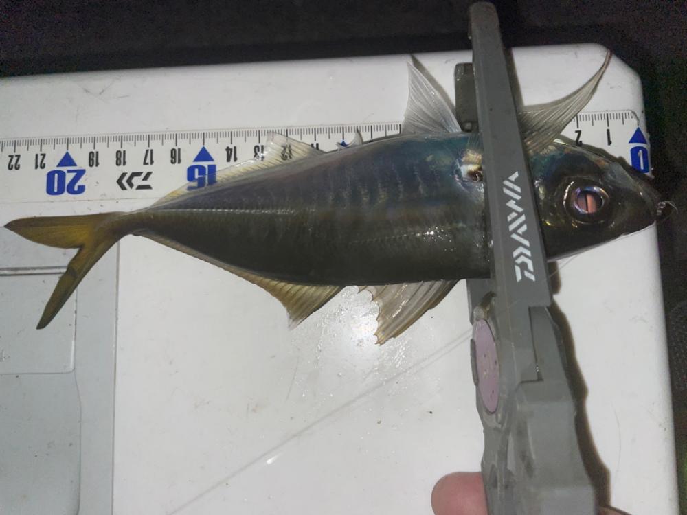 アジングエギング