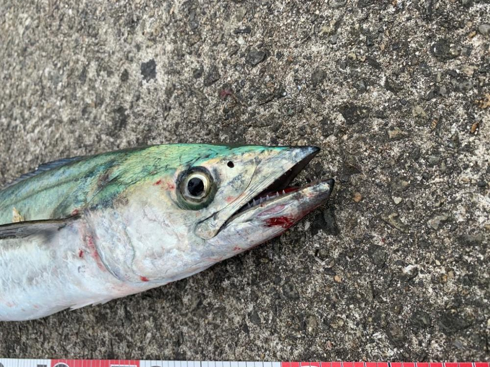 めっちゃ嬉しい初魚種