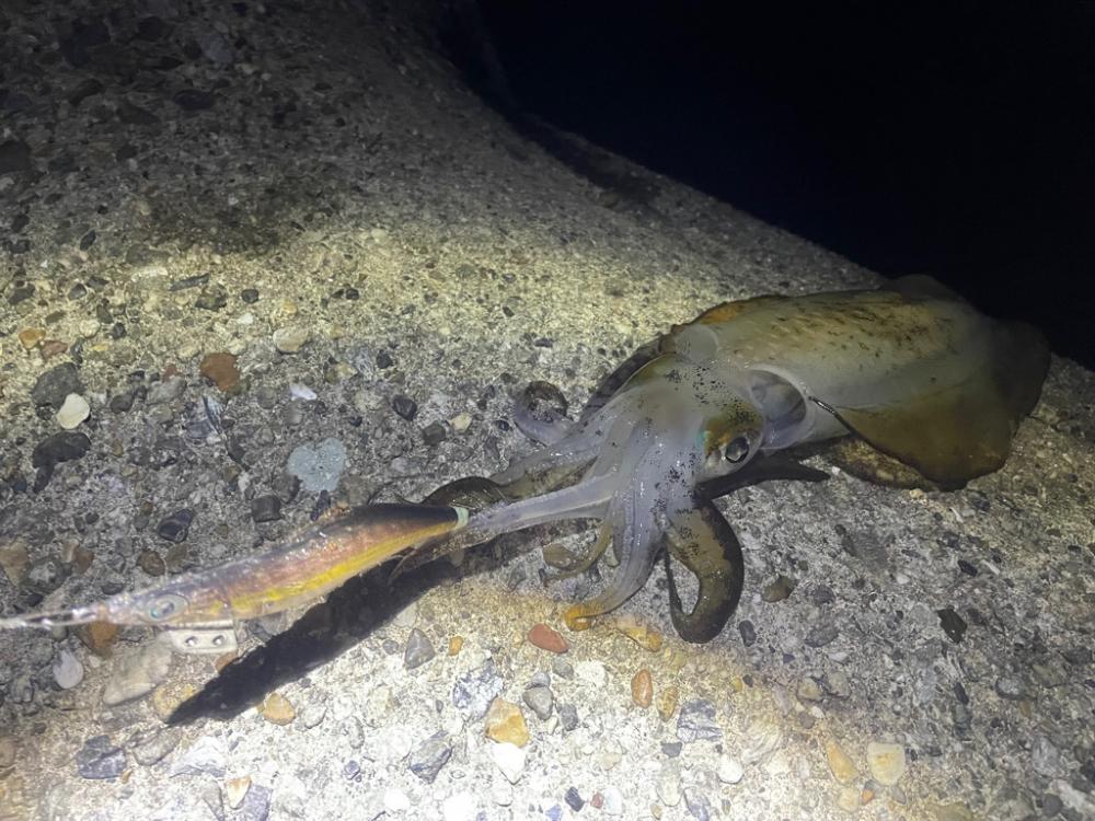 サイズがいい第2段^ ^