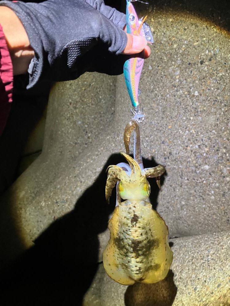 エギング　朝マズメは活性高い＼(^^)／