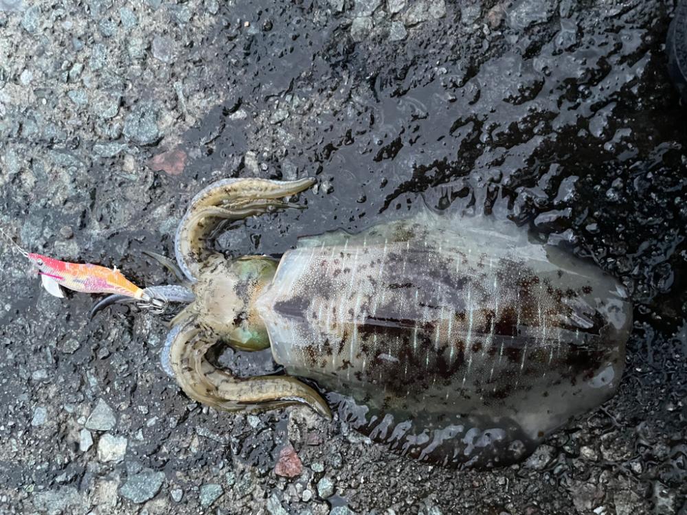 2023 佐渡ヶ島エギング 36回目【10月21日】